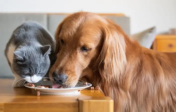 Gato pode comer ração de cachorro?