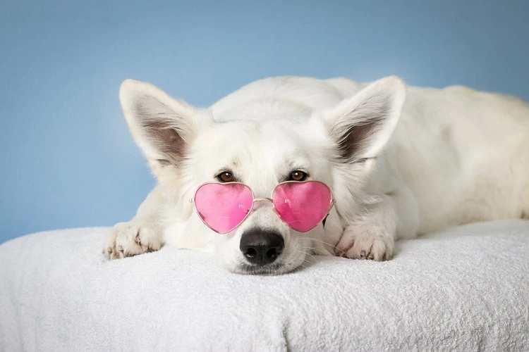 Check-up Anual e Vacinas: Garantindo a Saúde Duradoura de Seu Amigo Peludo