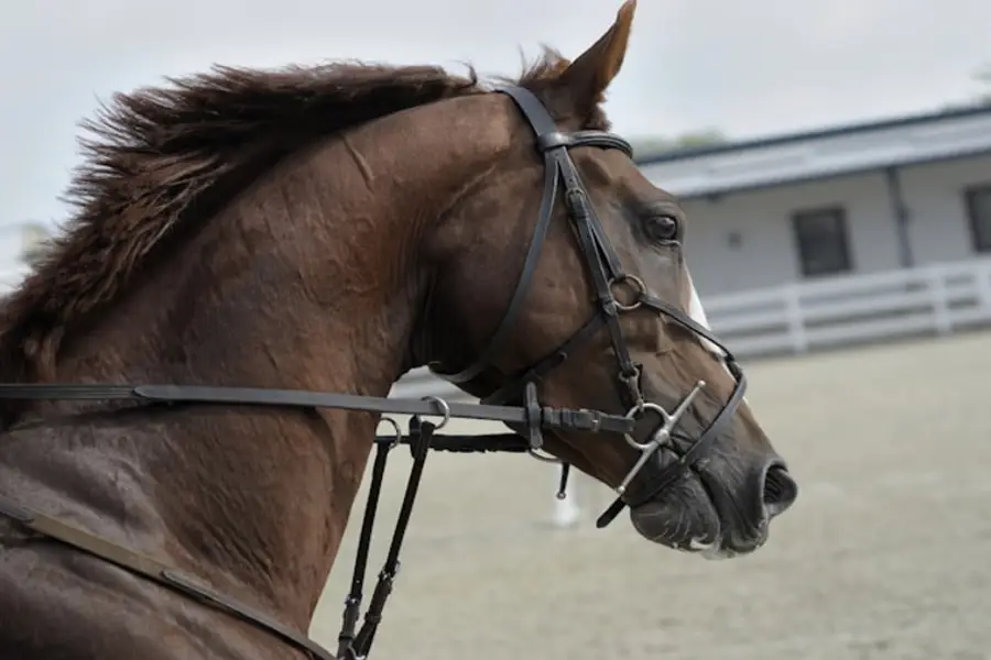 Como o clembuterol auxilia na performance de cavalos?