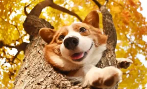 Como garantir a saúde do seu pet: 10 dicas essenciais